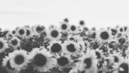 GREYSCALESUNFLOWERS-STS.jpg
