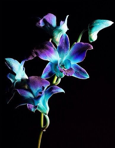 Dyed Blue Dendrobium Orchids - Year Round.jpg