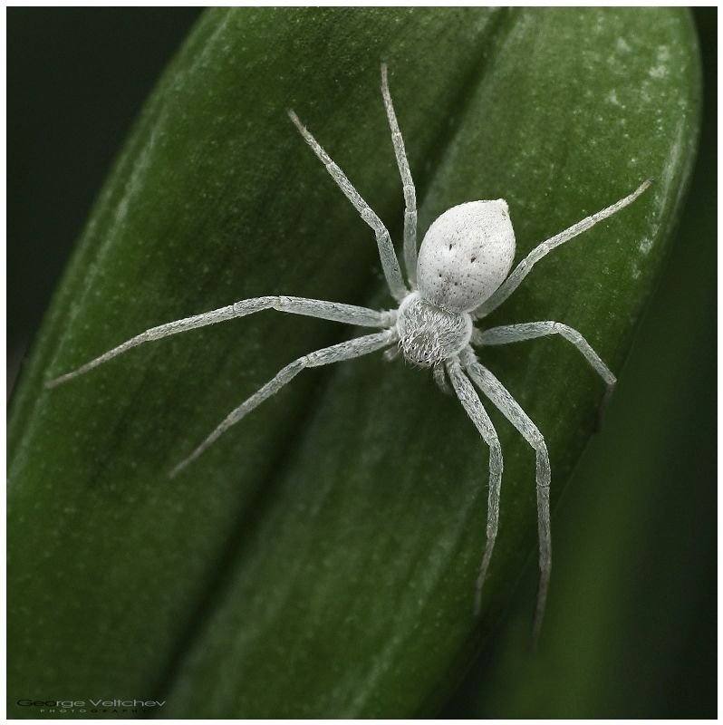 White crab spider Photo.jpg