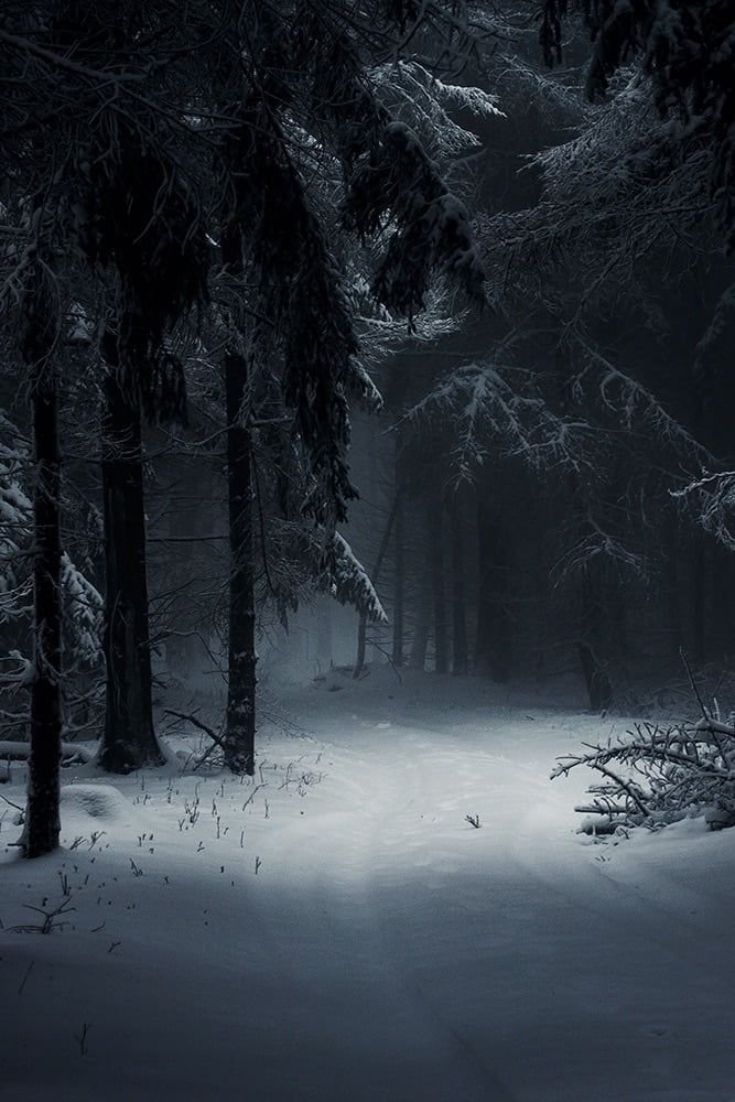 Dark Winter Forest - Wallpaper.jpg