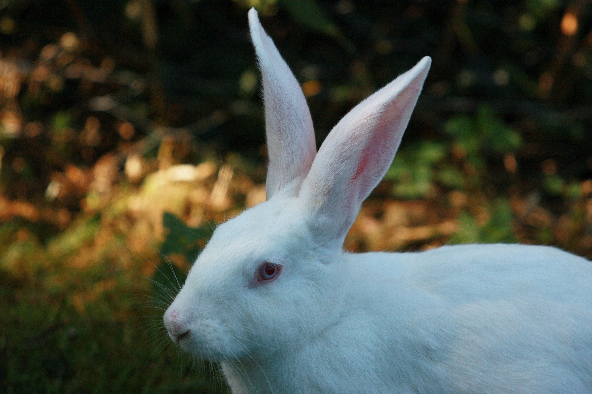 rabbit-1662514_1920.jpg