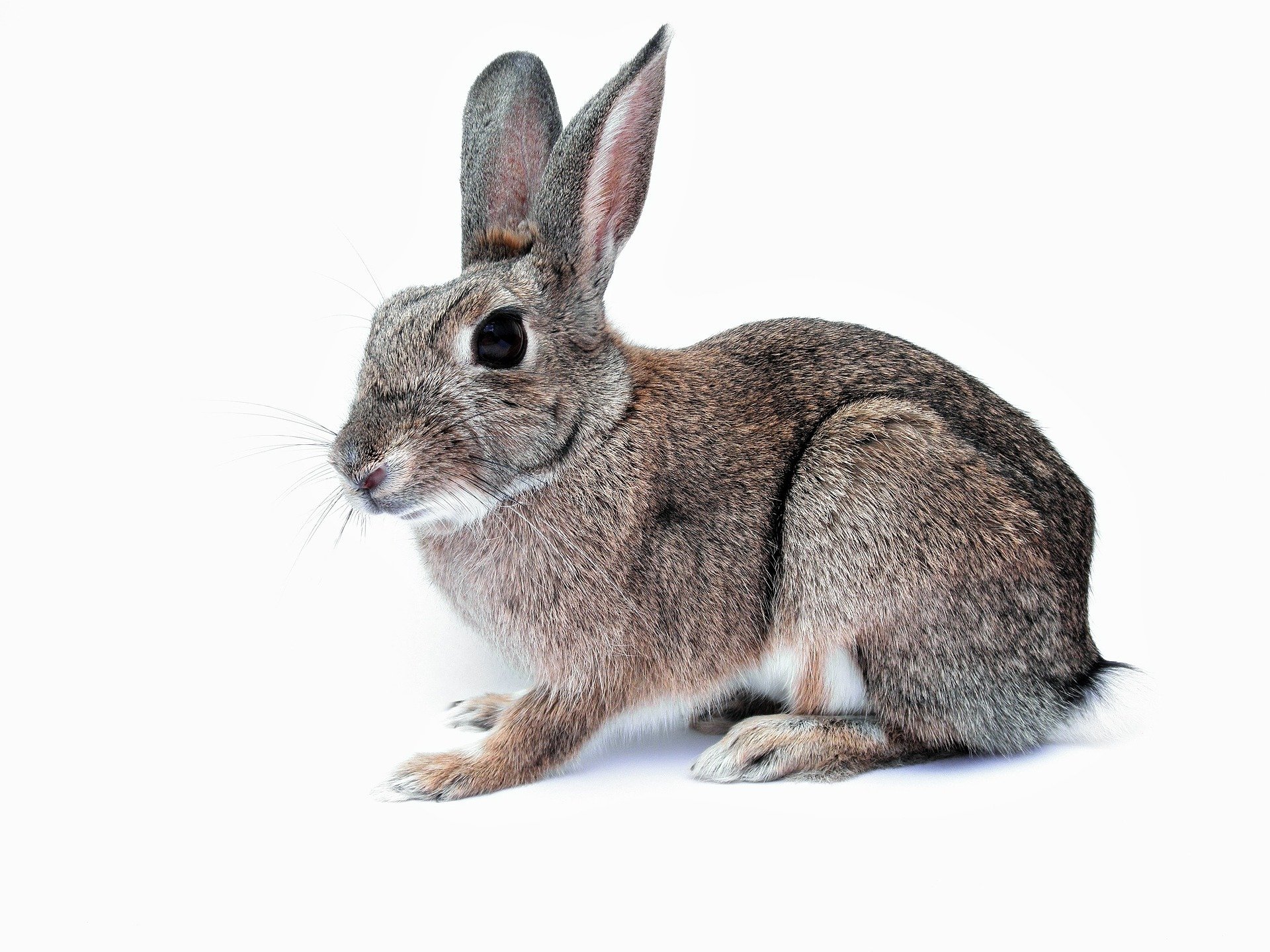 rabbit-740621_1920.jpg