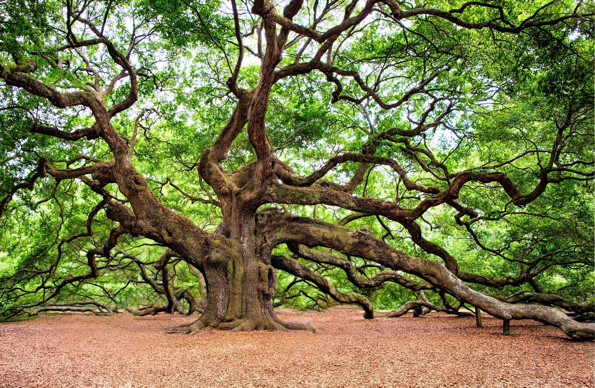 oak-tree-2018822_1920.jpg