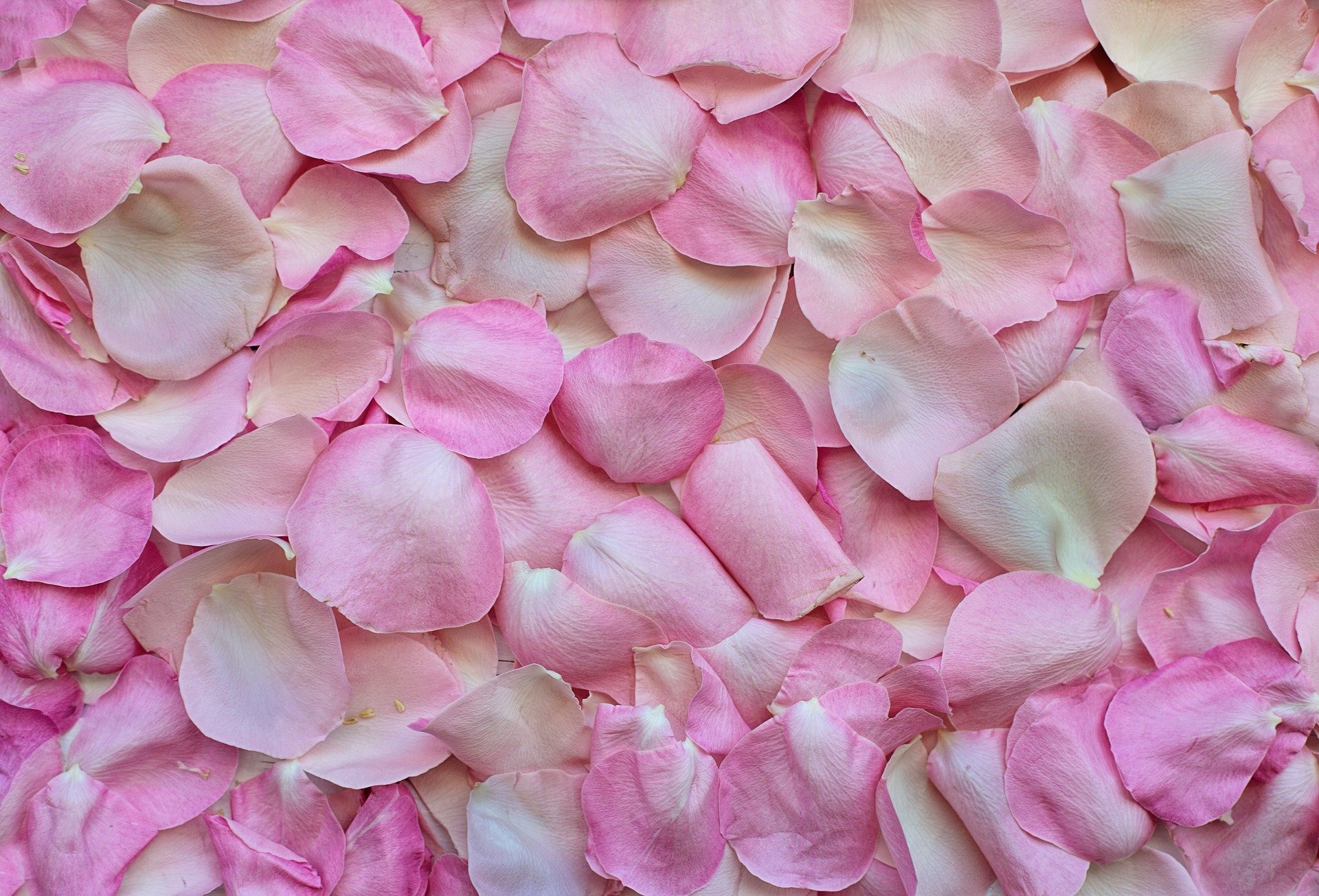 rose-petals-3194062_1920.jpg