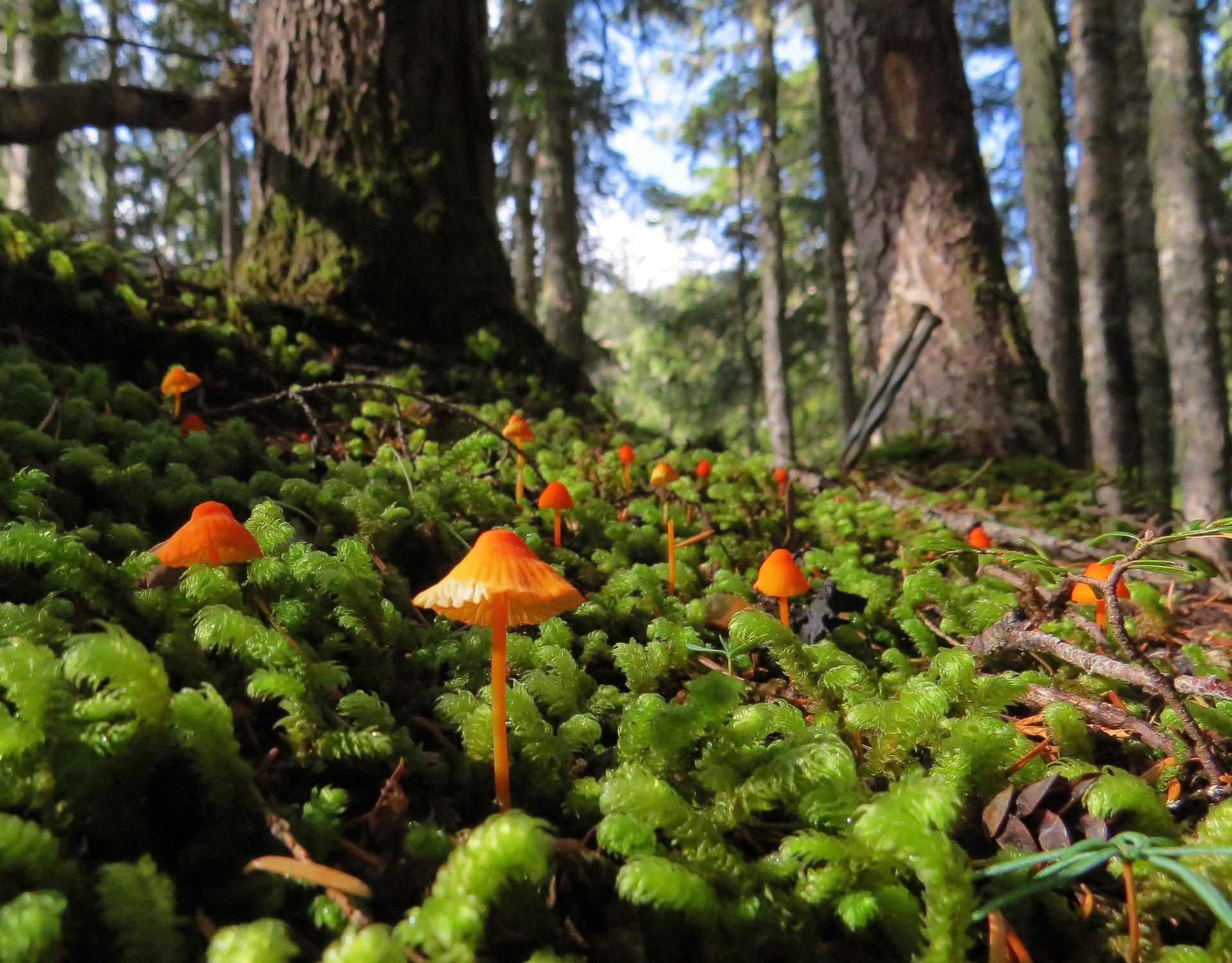 mushrooms-5207484_1920.jpg