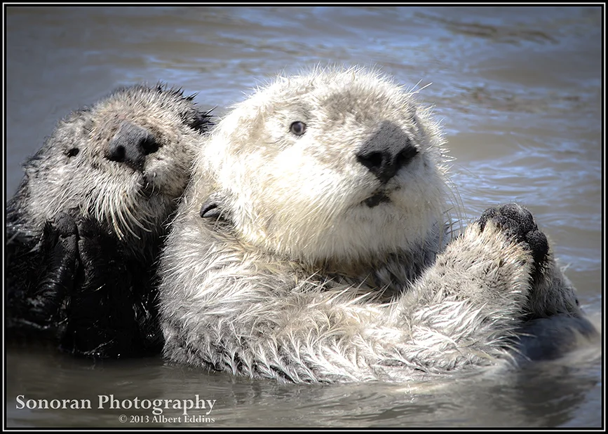 Sea Otter Friends - Moss Landing, California