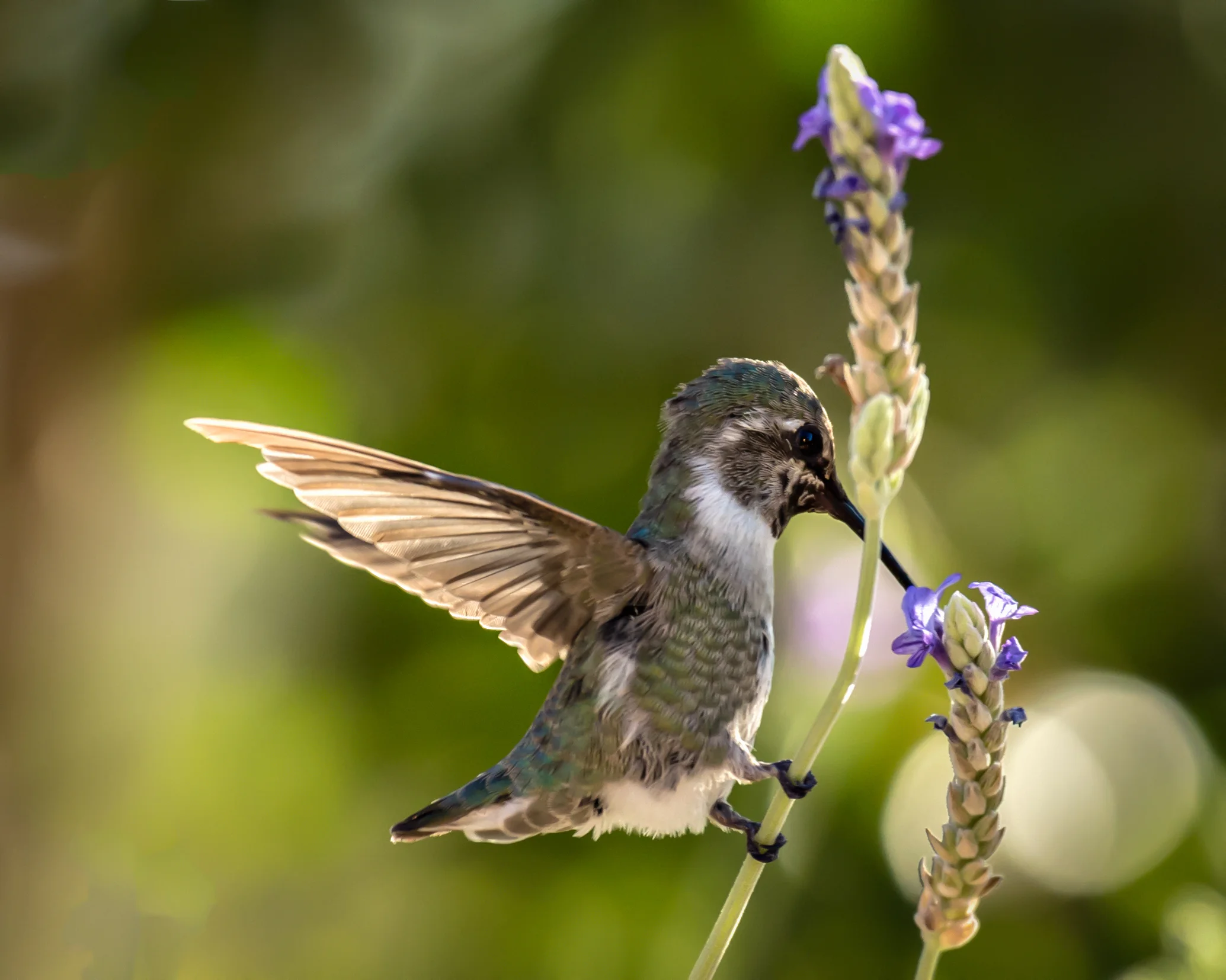 API_Hummingbird-Labor-Day_ASE5867-Edit.jpg