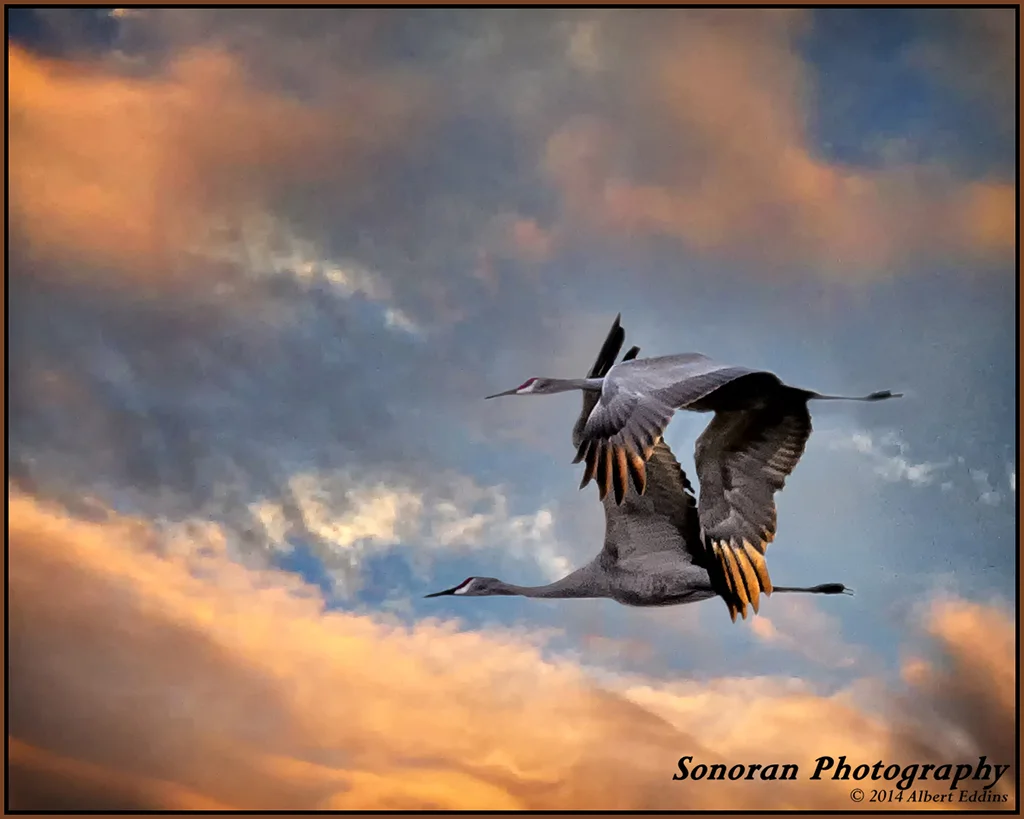 Sandhill Cranes - Bosque del Apache, New Mexico