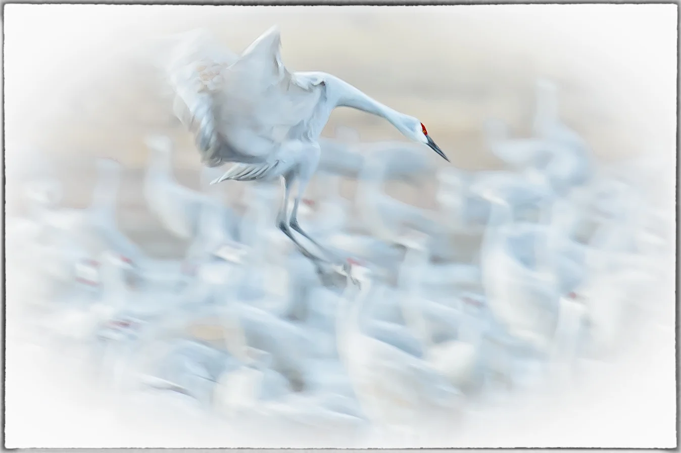 Sandhill Crane Angel - Bosque del Apache, New Mexico