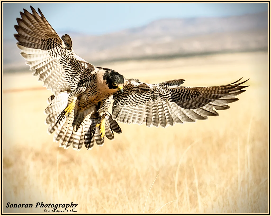 Peregrine Falcon - New Mexico