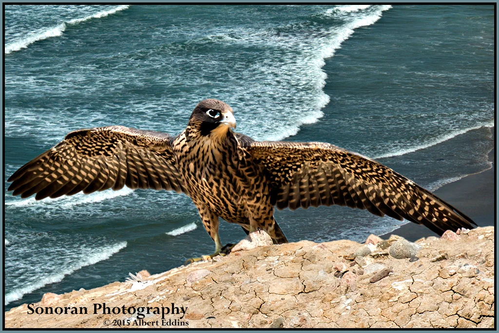 Fledgling Peregrine Falcon on First Day of Flight - California