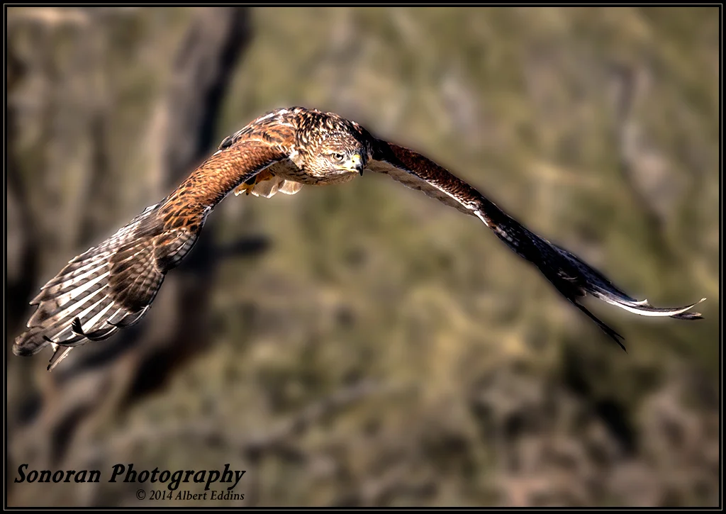 Ferruginous Hawk - Saguaro National Park - Arizona