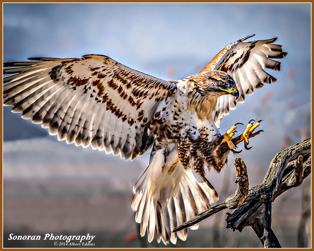 Ferruginous Hawk On Landing - Arizona