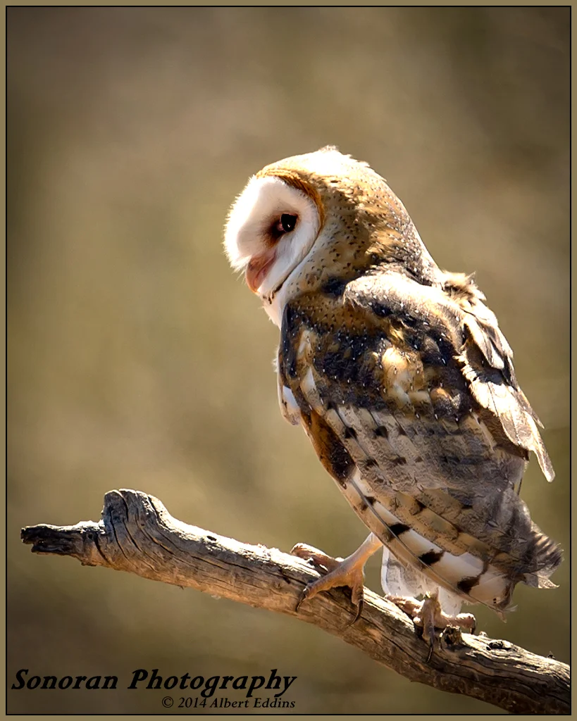Wise Little Barn Owl - Arizona