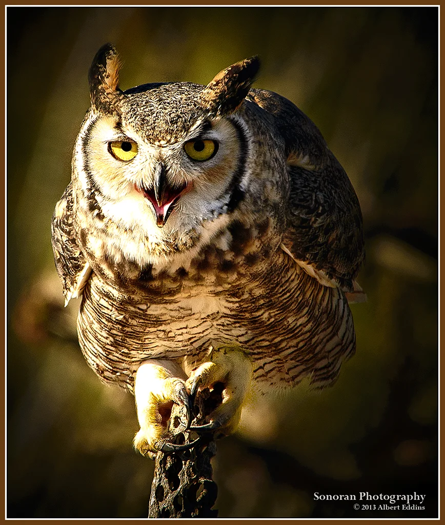 Great Horned Owl - Arizona