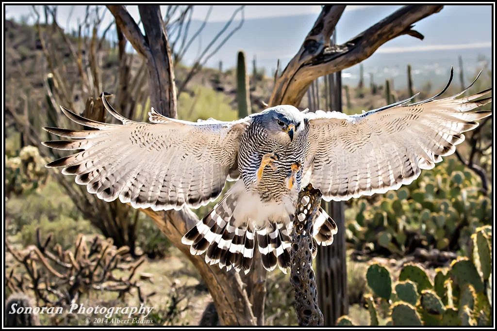 Grey Hawk On Final Approch - Arizona