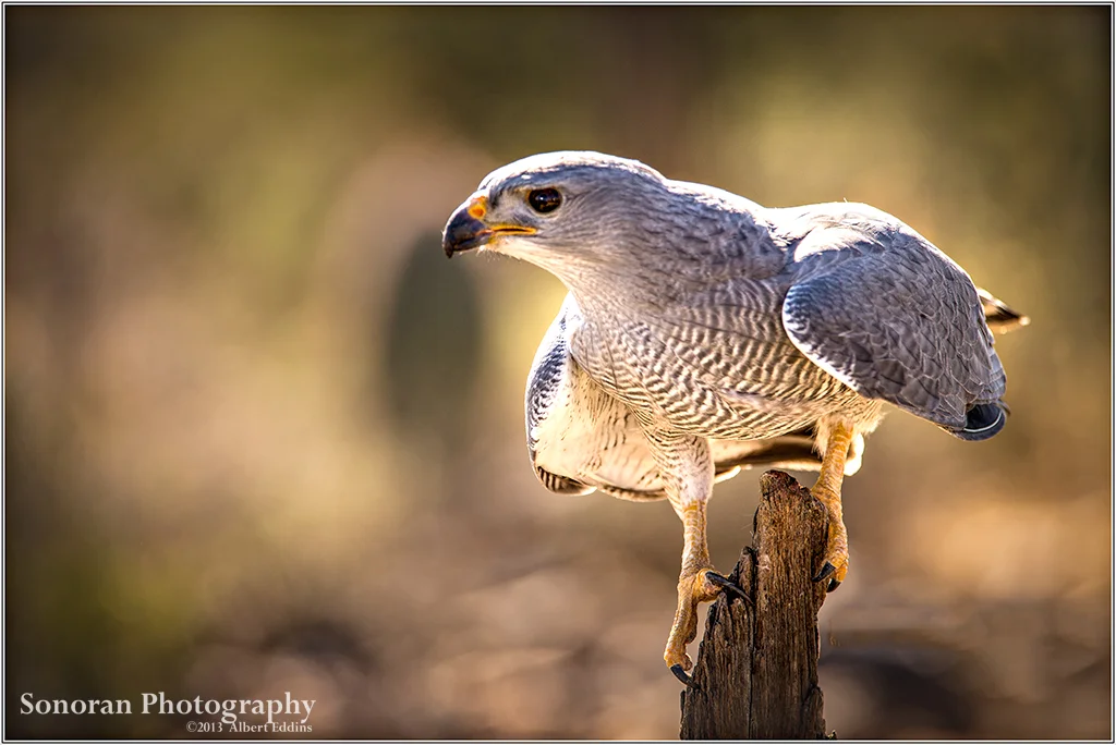Grey Hawk - Arizona