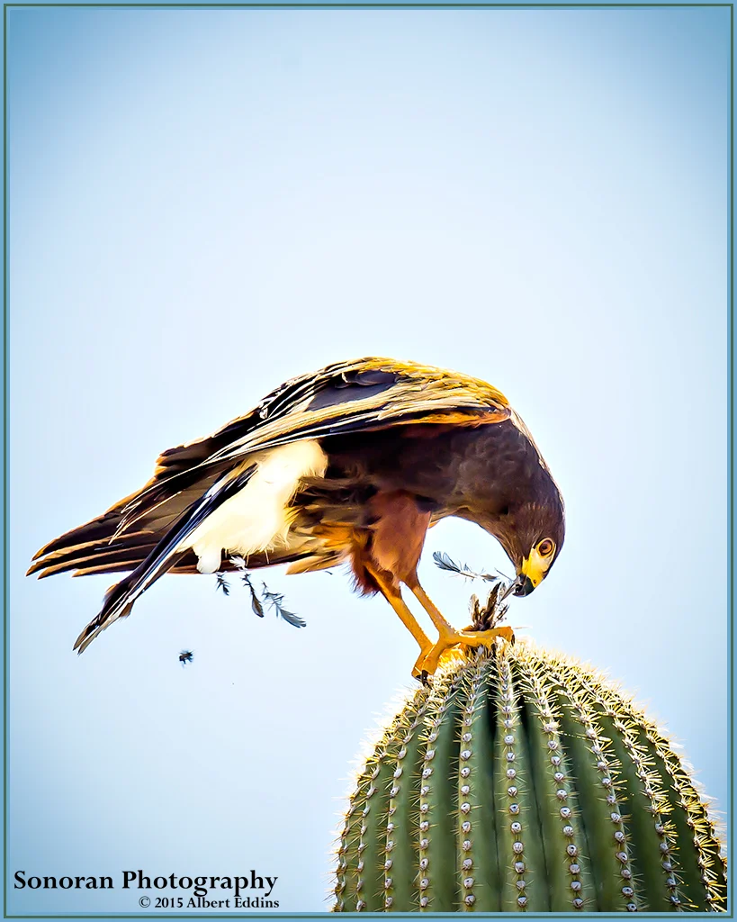 Harris's Hawk On Lunch Break - Arizona