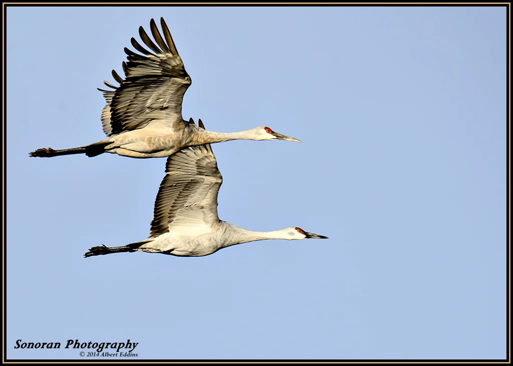 Sandhill Cranes_ASE6998.jpg