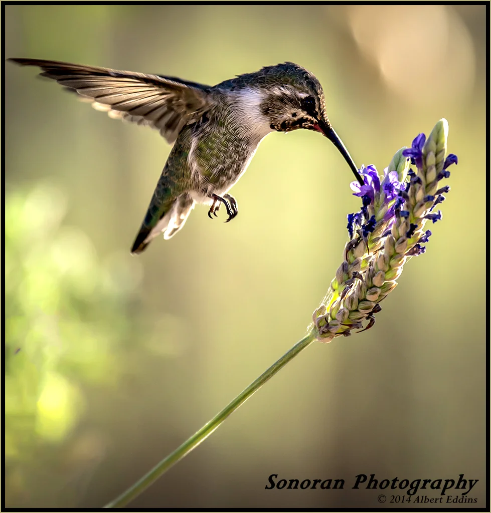 API_Hummingbird_ASE5683.jpg