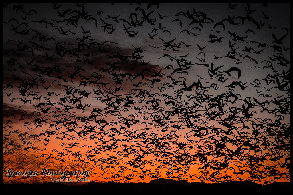 Snow Geese and Sandhill Cranes Going Home To Roost - New Mexico