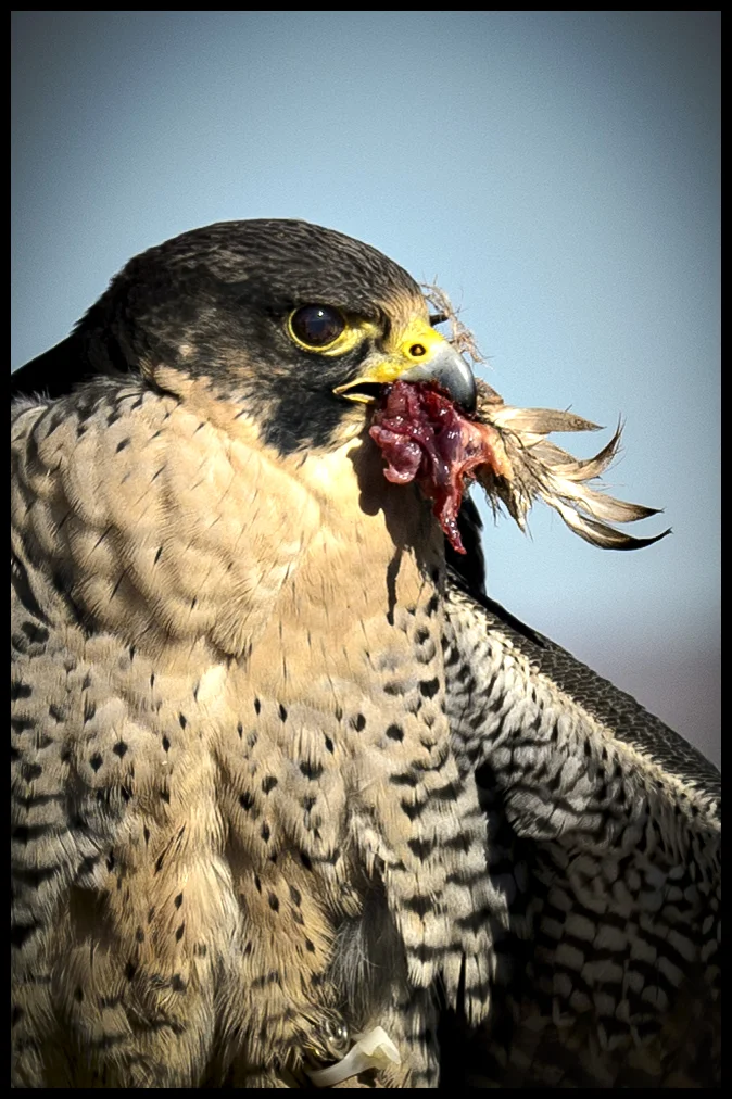 Peregrine Falcon with Prey - California