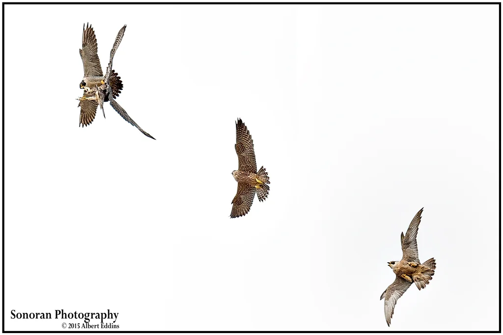 Adult Peregrine Falcons Teaching Aerial Prey Transfer to Fledglings - California
