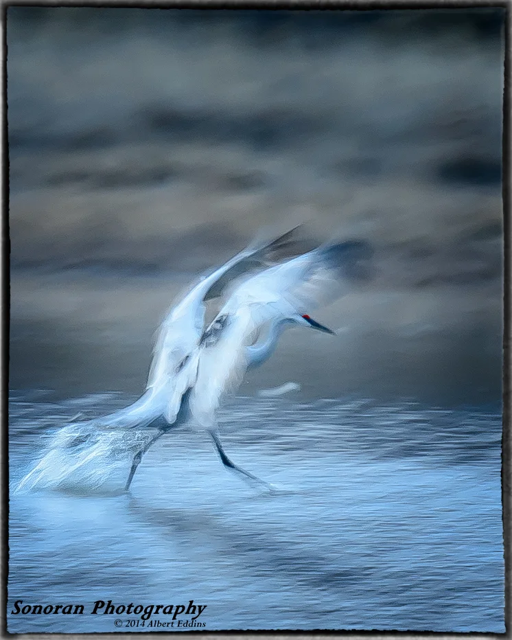 Sandhill Crane Walking on Water - New Mexico