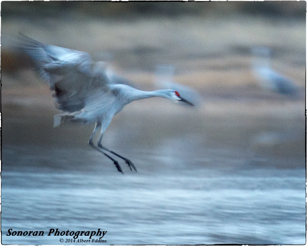 Sandhill Crane Landing in Motion - New Mexico