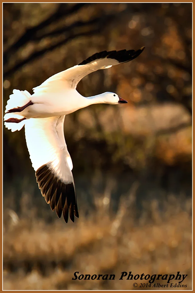 Snow Goose - New Mexico