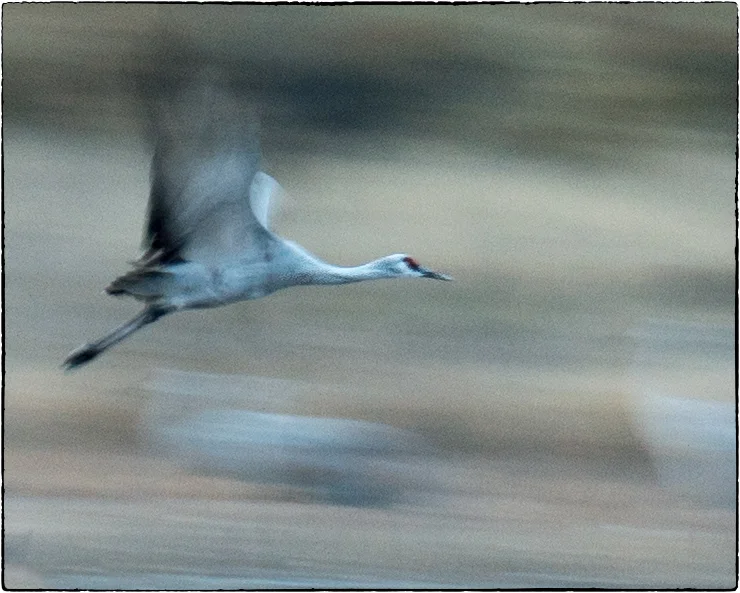 Sandhill Crane Flying with Motion - New Mexico