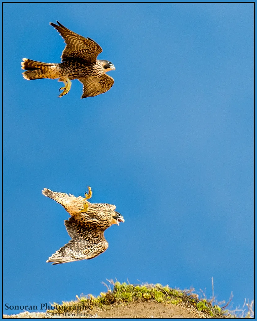 Peregrine Fledglings at Play - Better Watch Were Your Going - California