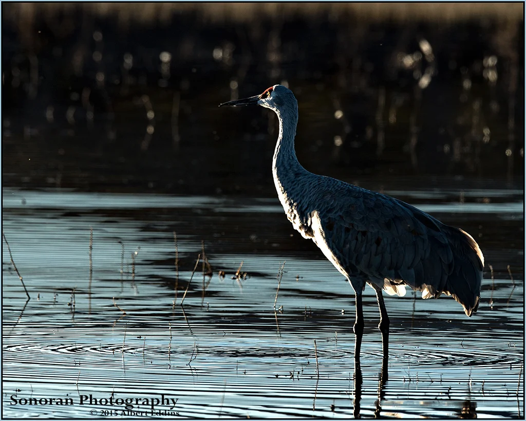 Early Morning Light - Sandhill Crane - Bosque del Apache, New Mexico