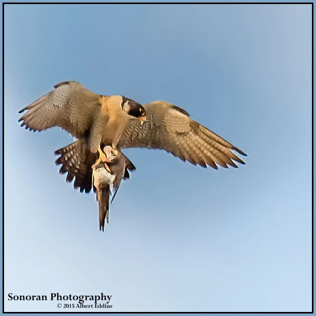 Peregrine Falcon with Prey - California Coast