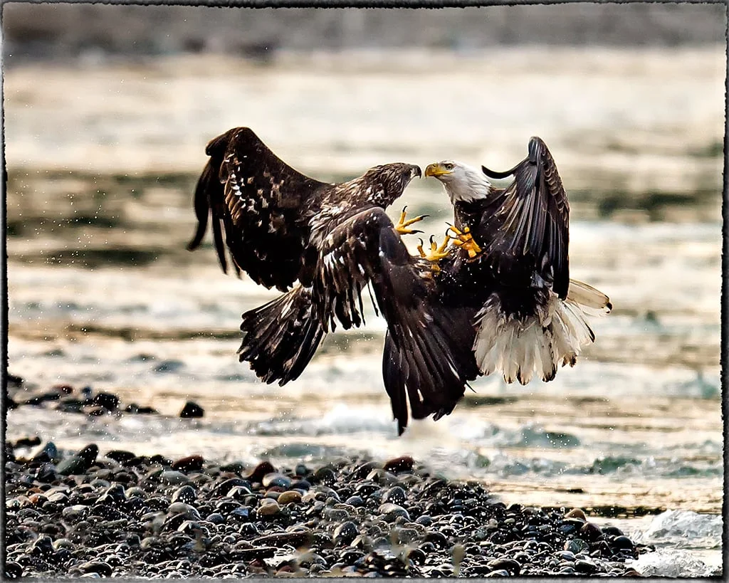 Adult and Juvenile Eagles - Its not a Kiss - Washington