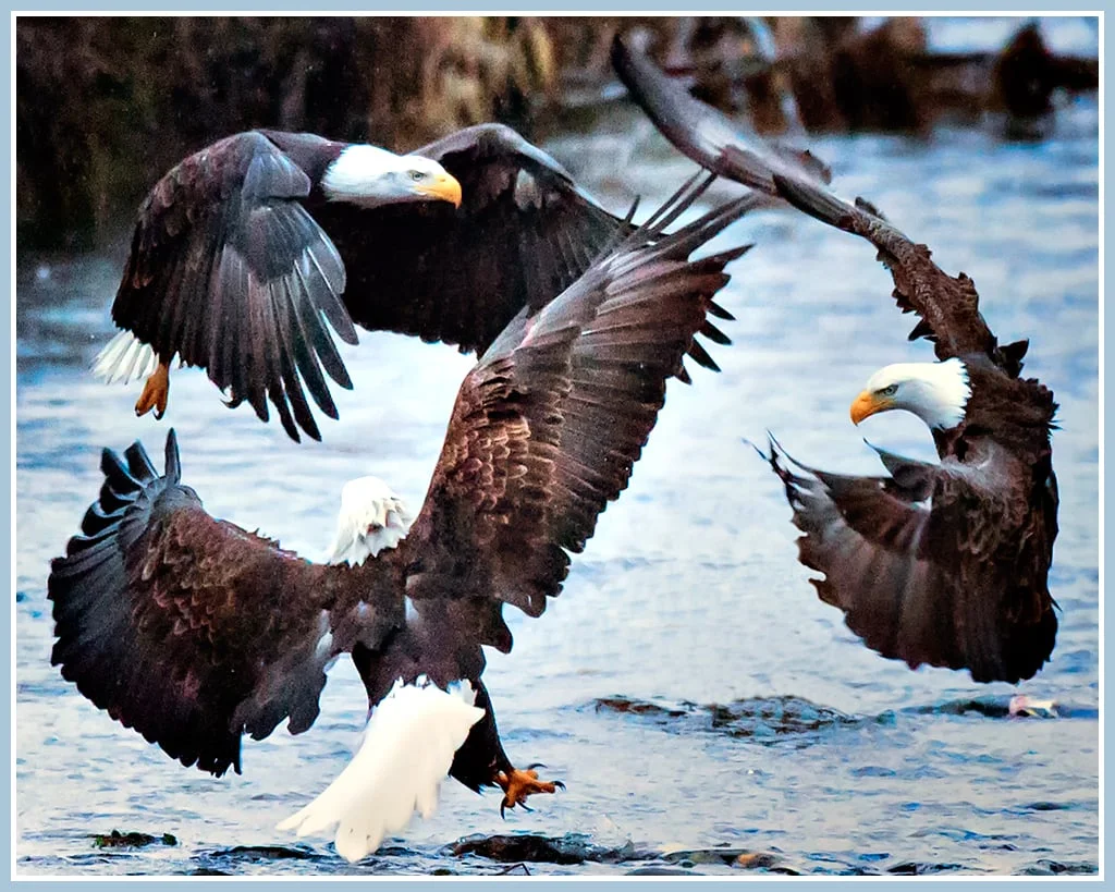 Bald Eagle Circle of Friends - Washington