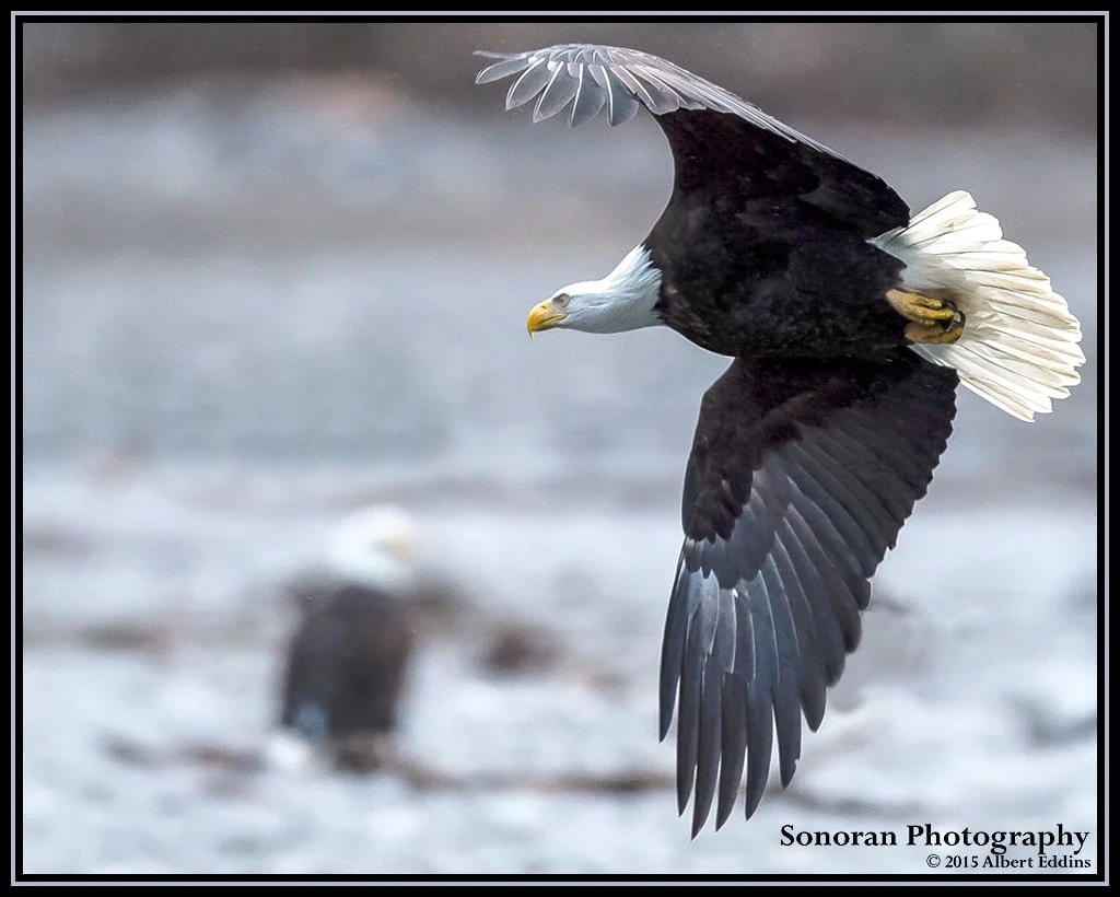 Rendezvous on the Nooksack River - Washington