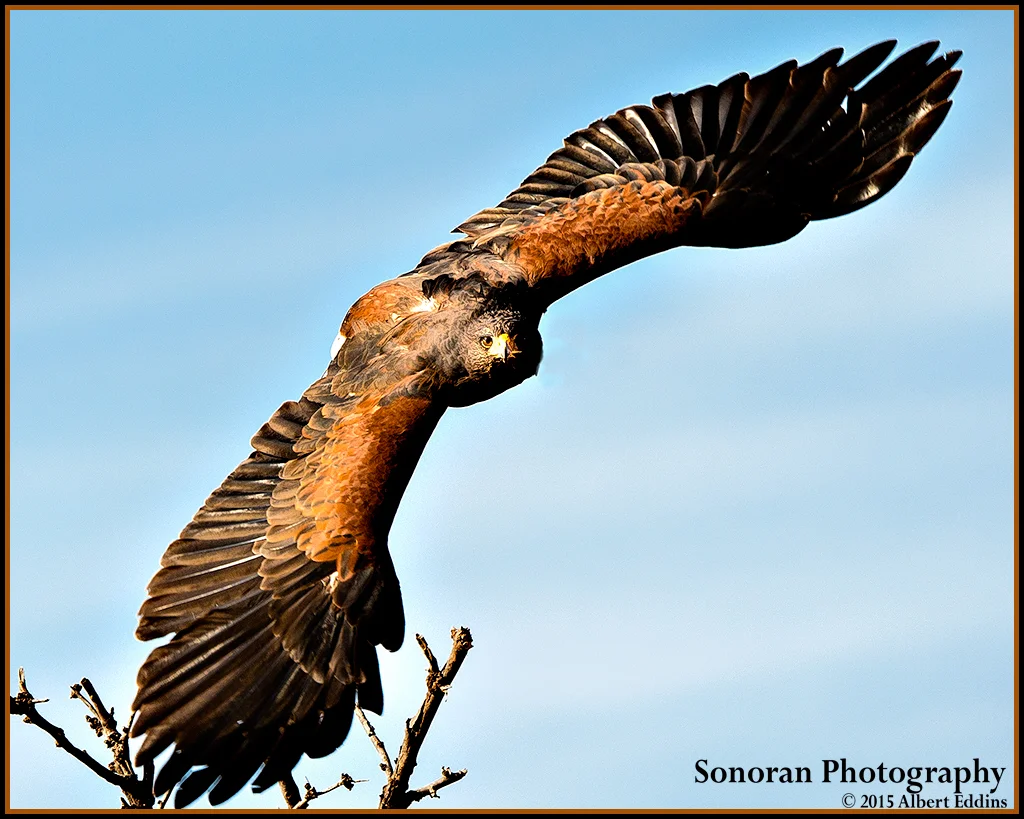 Harris's Hawk - New Mexico