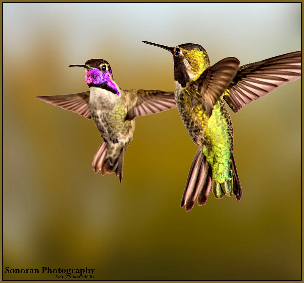 Hummingbirds now Lovebirds - Arizona