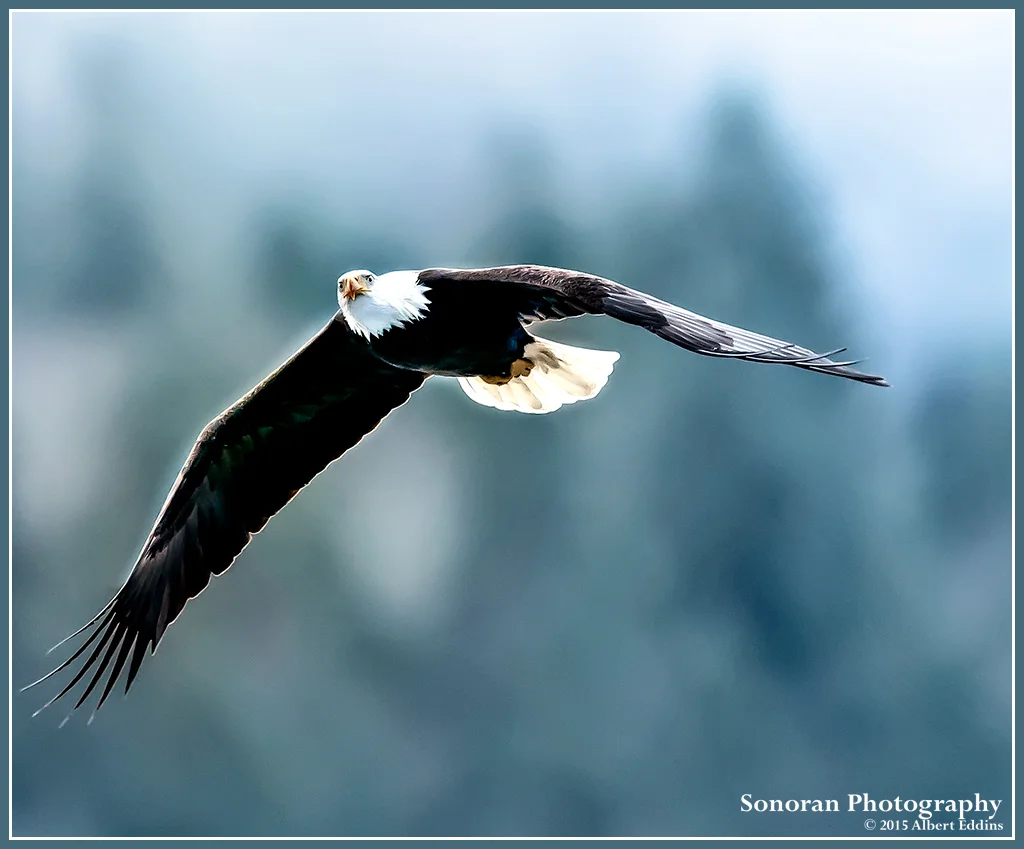 Bald Eagle Searching - Nooksack River, Washington