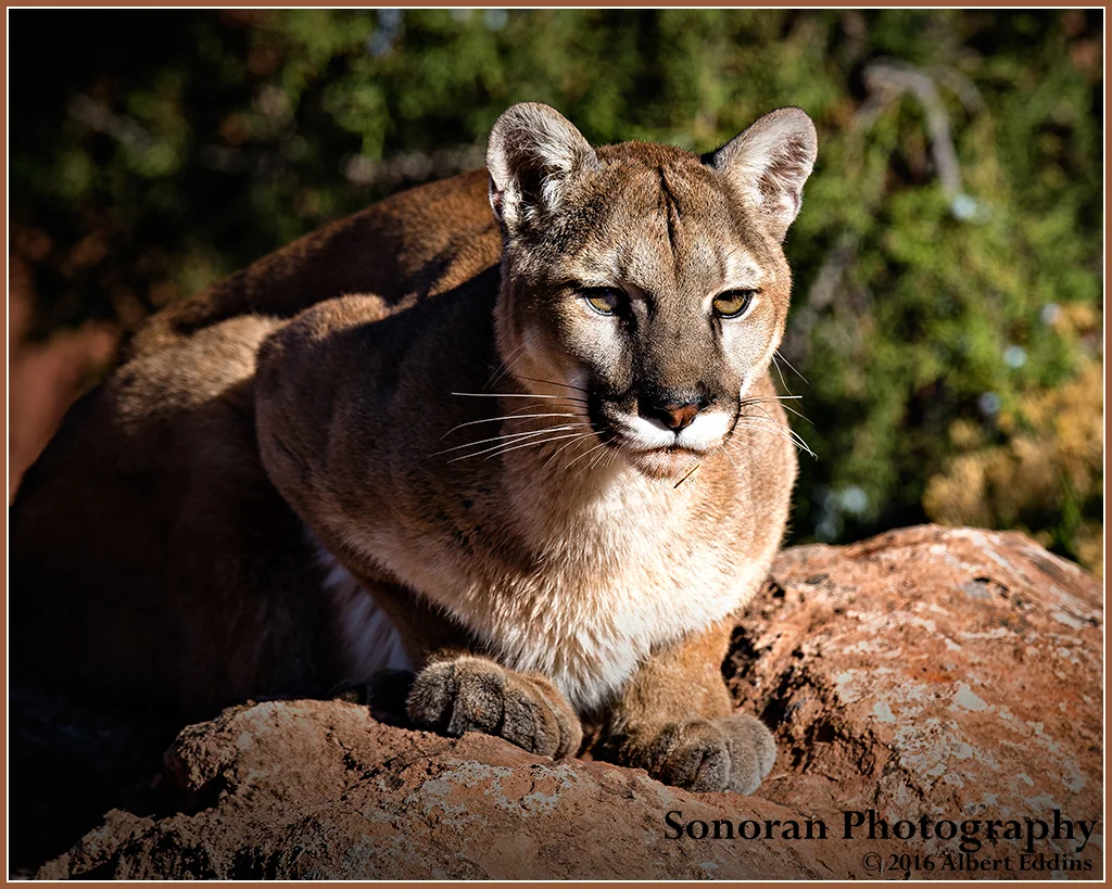Mountain Lion Lying in Wait - Colorado