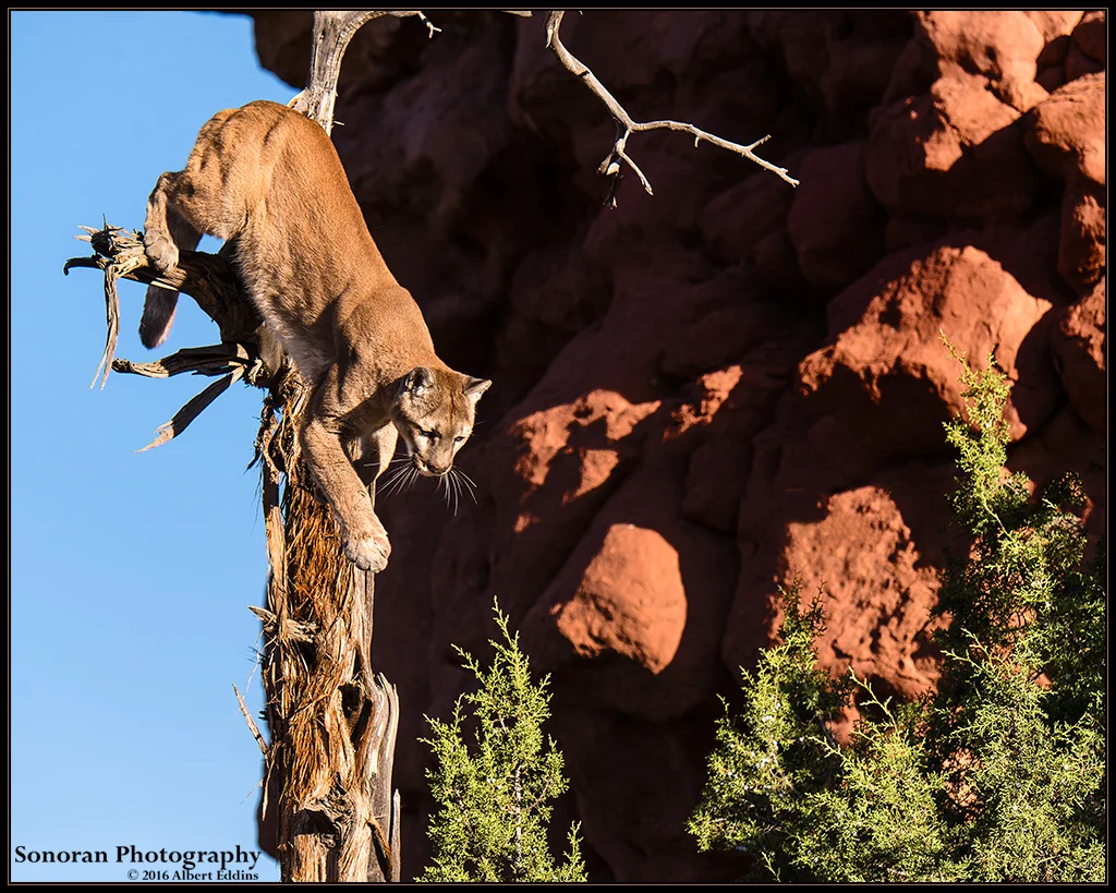 Mountain Lion Treed - Colorado