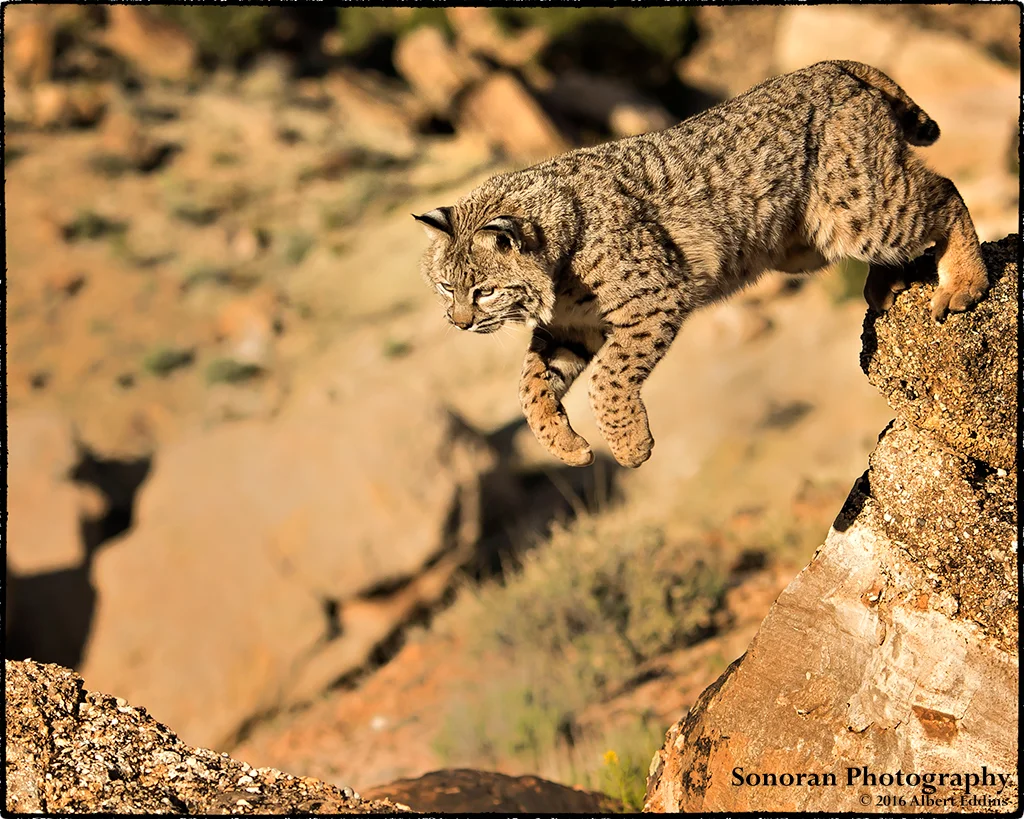 Bobcat - Colorado