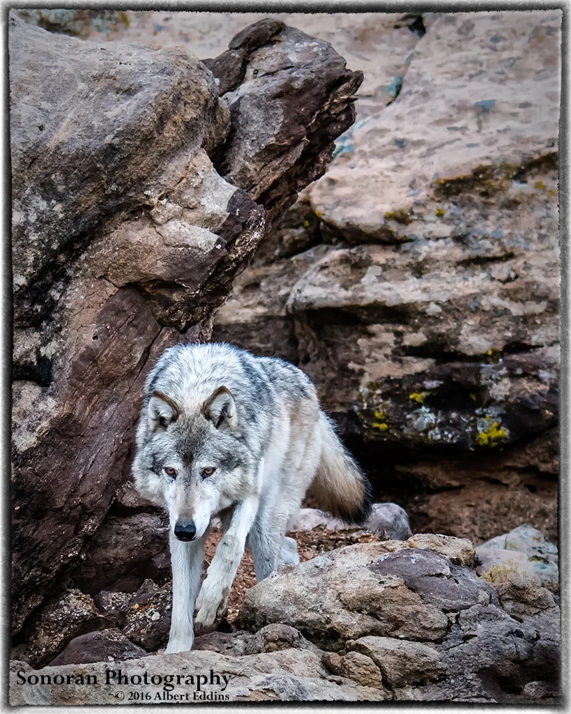 Grey Wolf in the Rocks - Colorado
