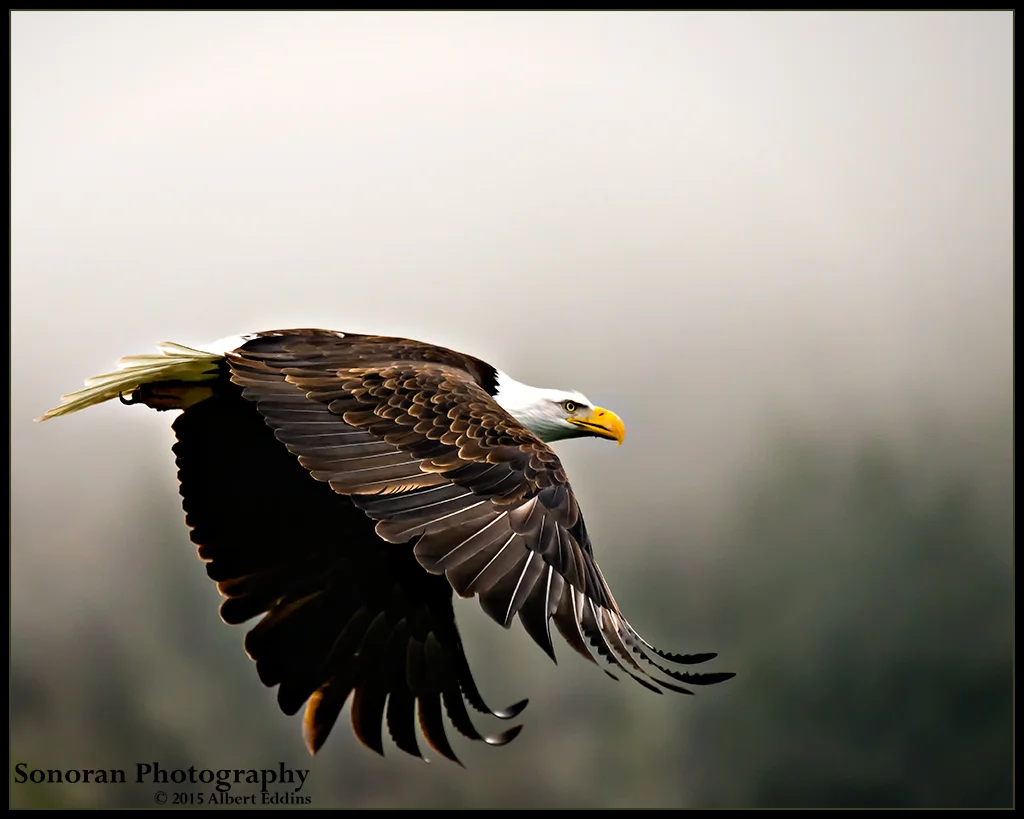 Bald Eagle On Nooksack River - Washington
