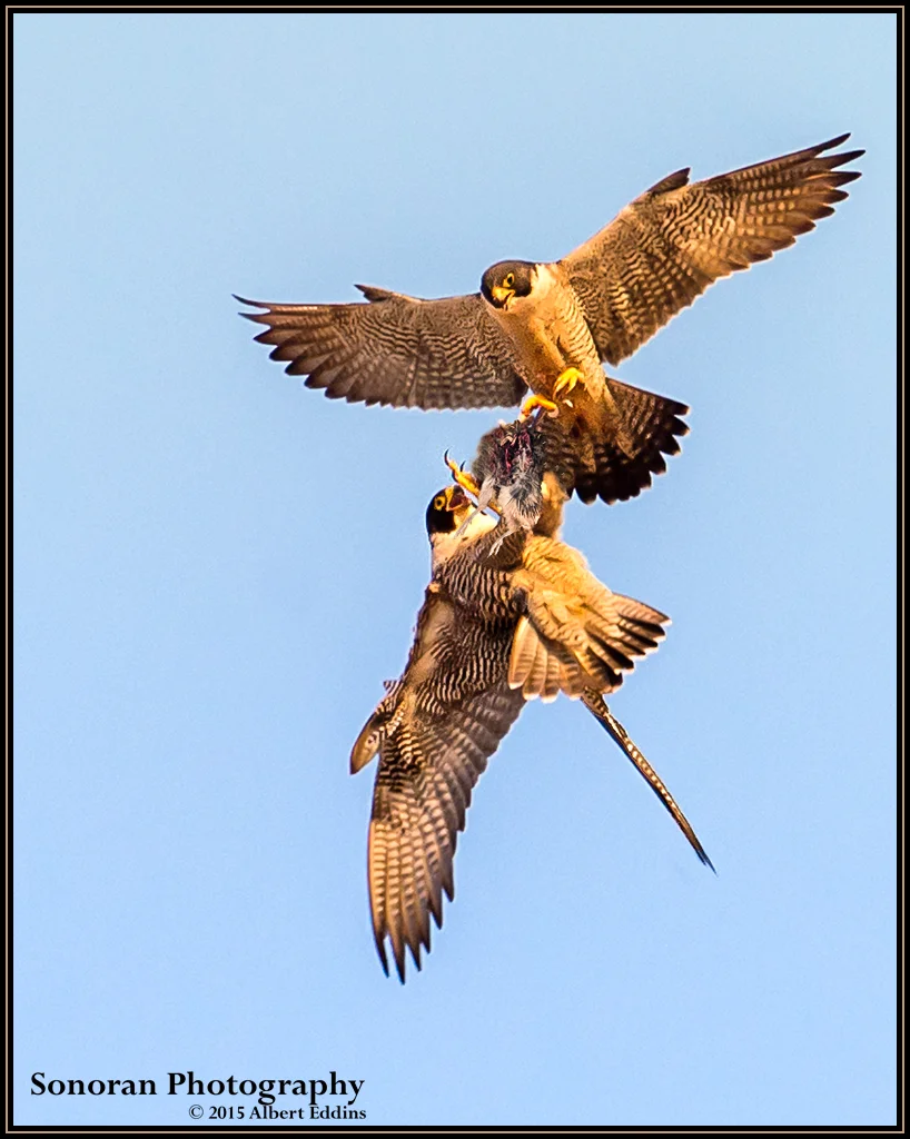 Peregrine Falcon Aerial Prey Transfer - California Coast