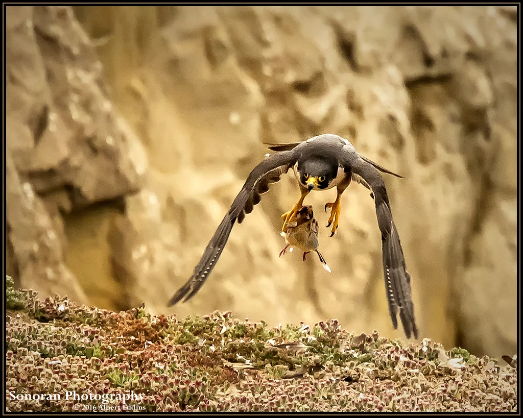 Peregrine Falcon - A Bird of Prey - California