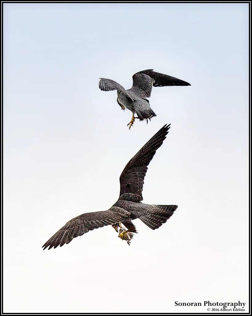 Peregrine Falcon Aerial Exchange Beaking Process - California