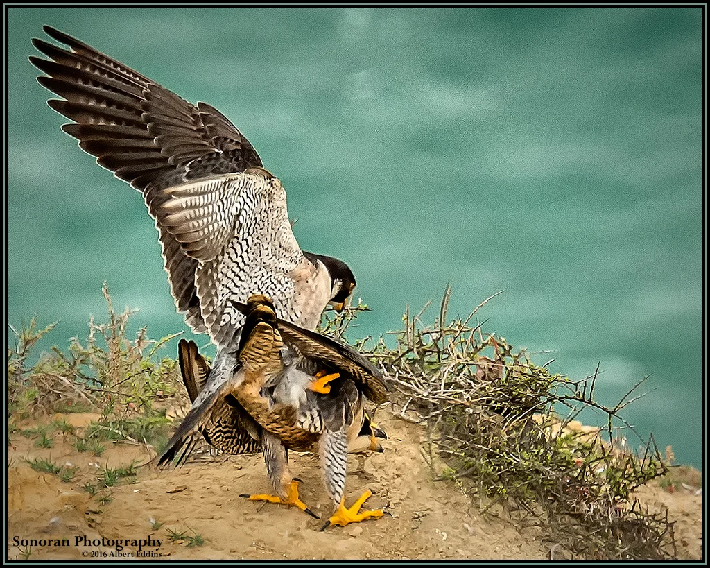 Love Peregrine Falcon Style - California