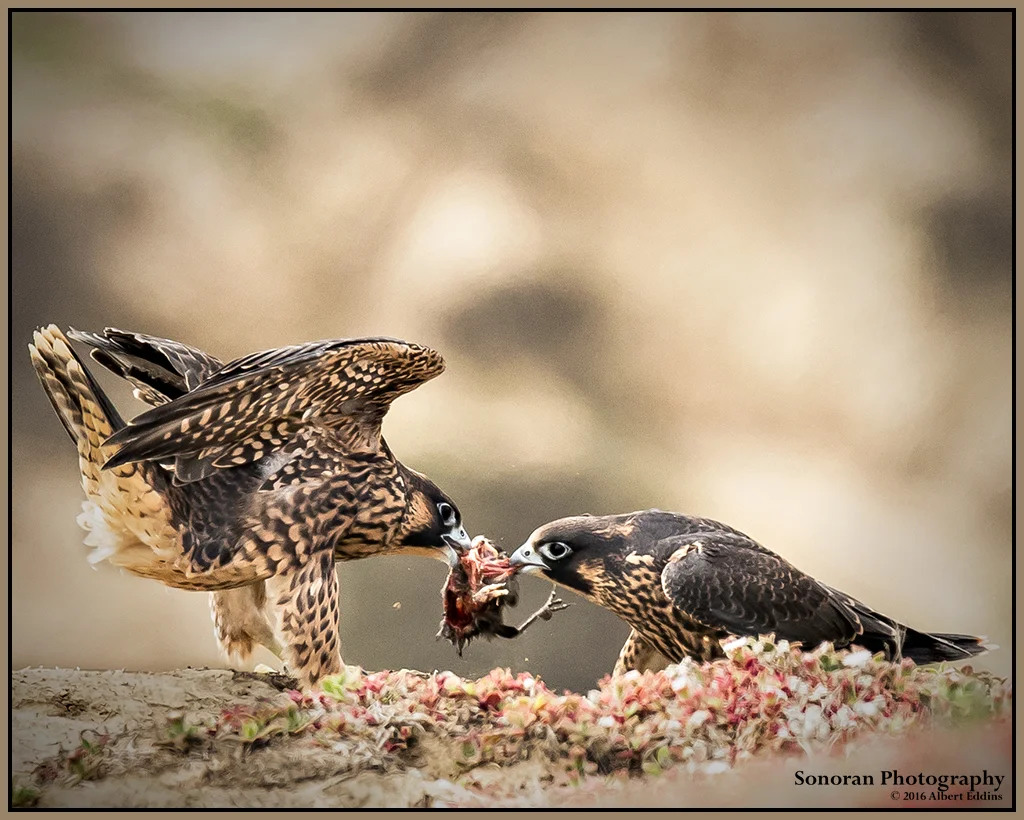 Juvenile Peregrine Falcons Playing Tug of War - California